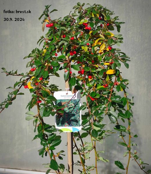 Cotoneaster Dammeri - 80cm kmienok